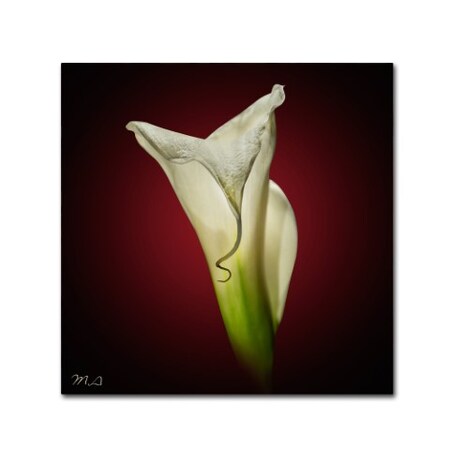 Trademark Fine Art Mark Ashkenazi 'Cala Lily 2' Canvas Art, 18x18 ALI7863-C1818GG